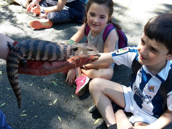 Een reptiel in dierenopvang Basondo