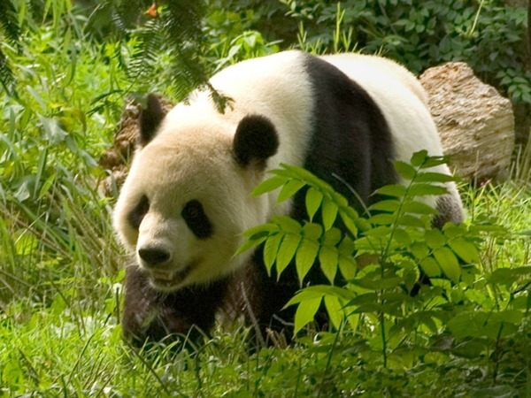 Reuzenpanda in het pandareservaat van Chengdu