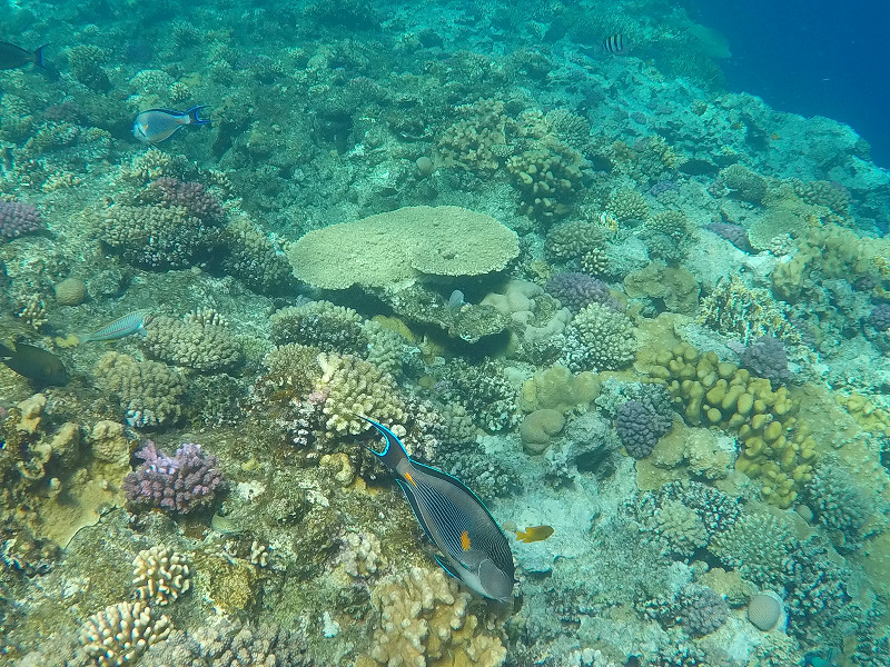 Het mooie koraalrif in de golf van Aqaba
