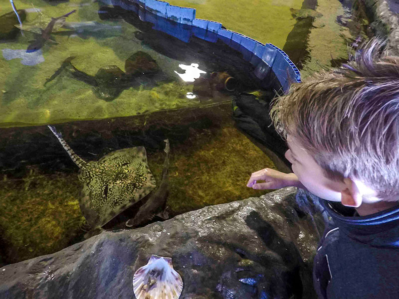 De roggen aaien in het dolfinarium