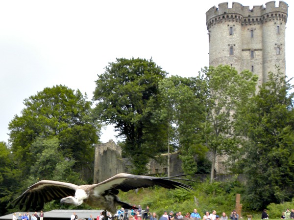 Roofvogelshow bij een kasteel in de Eifel