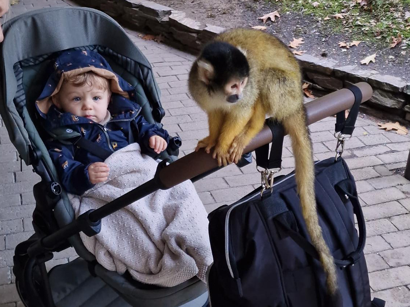 Brutaal aapje op de wandelwagen van reporter Rose