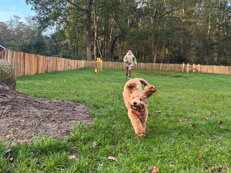 De hond heeft het ook naar zijn zin bij EuroParcs Ruinen