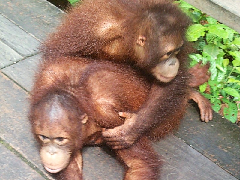 Orang Oetans in Sepilok