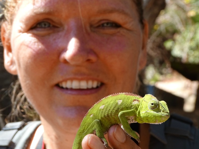 Een mooie kameleon