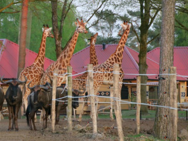 safari resort lodge met uitzicht op de dieren