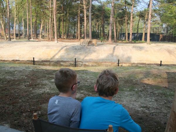 leeuwen kijken vanuit je achtertuin in Safari Resort Beekse Bergen