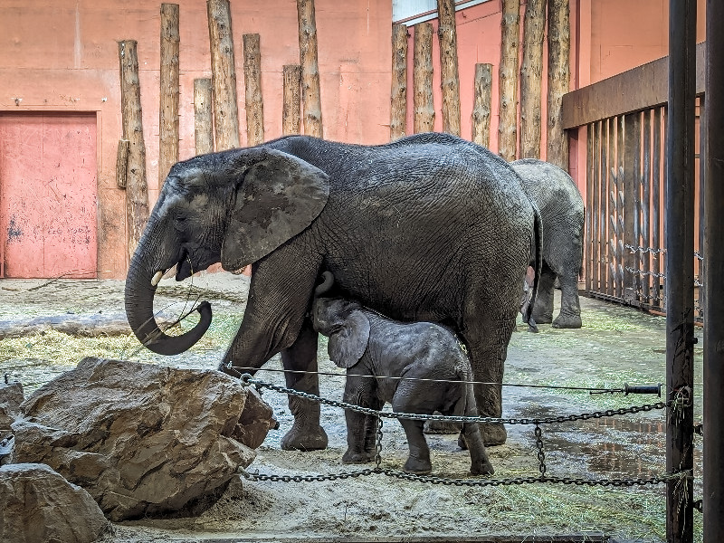 Olifant met jong in het nachtverblijf
