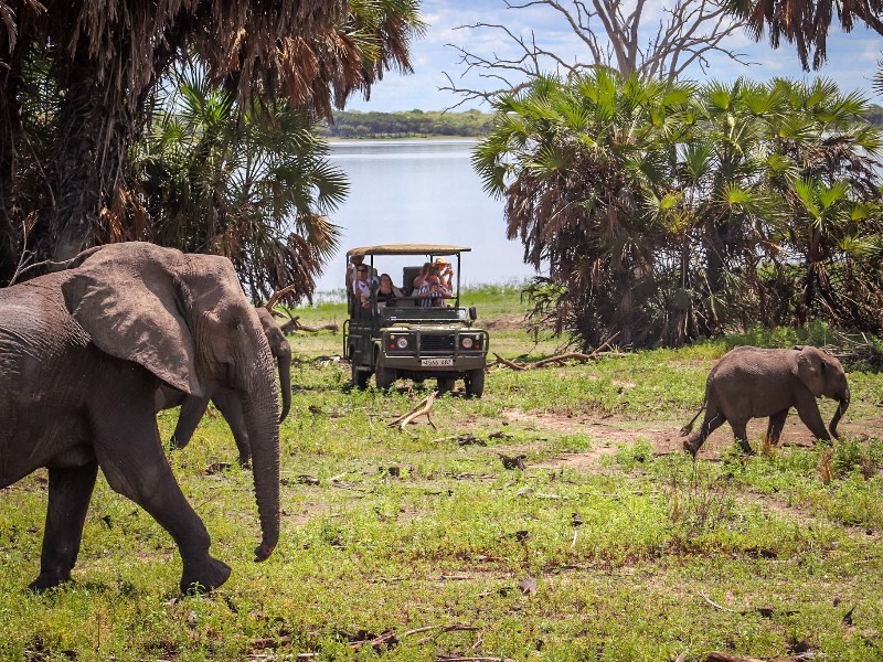 Vanuit Zanzibar kan je op safari in Tanzania
