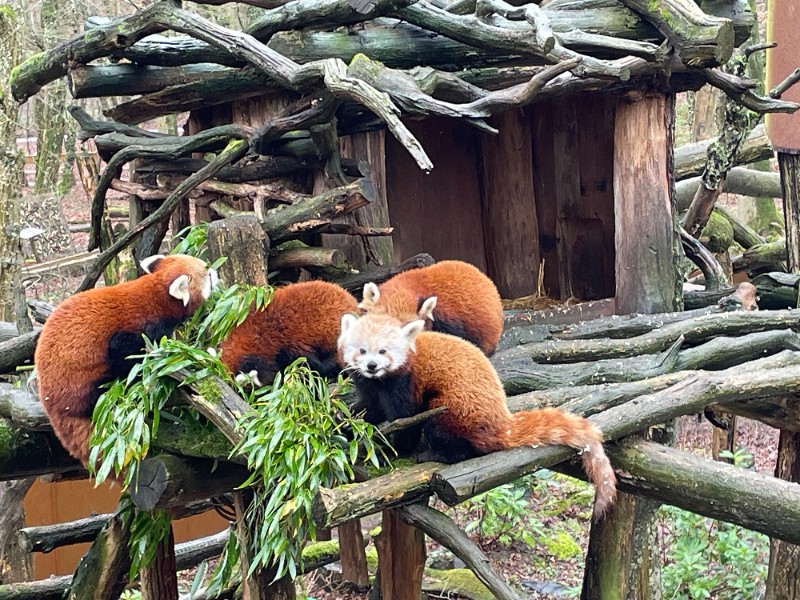 Schattige rode panda's in dierenpark Sainte-Croix in Frankrijk
