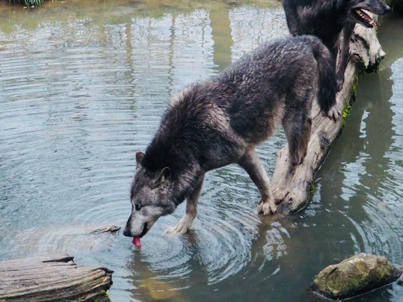 Wolf drinkt water  in Sainte-Croix