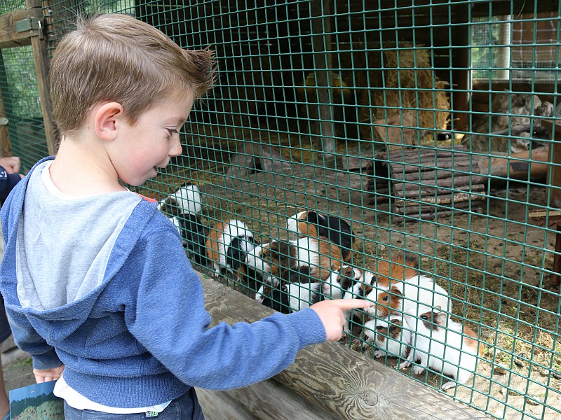 In Wildpark Ferleiten vind je zowel boerderijdieren als wilde dieren