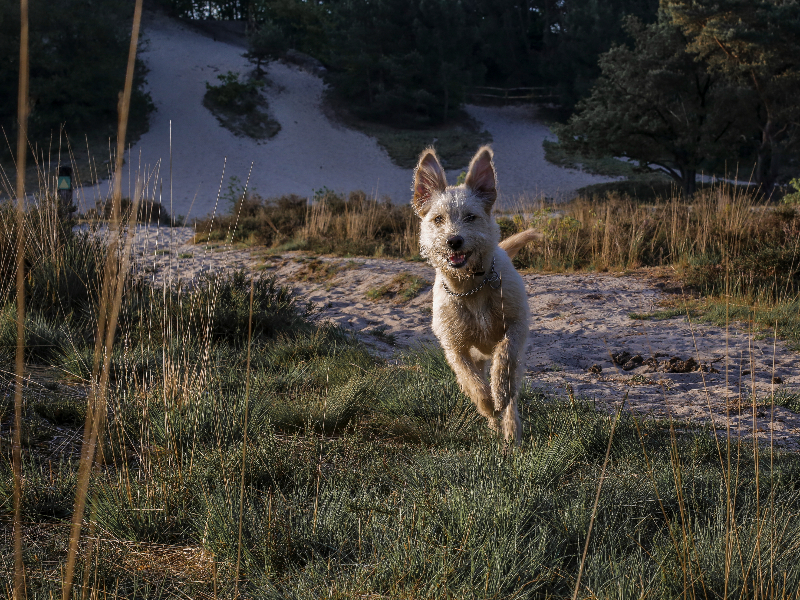 Freddie lekker aan het rennen tijdens een familievakantie waarbij ook aan de hond gedacht is