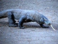 Een Komodo varaan