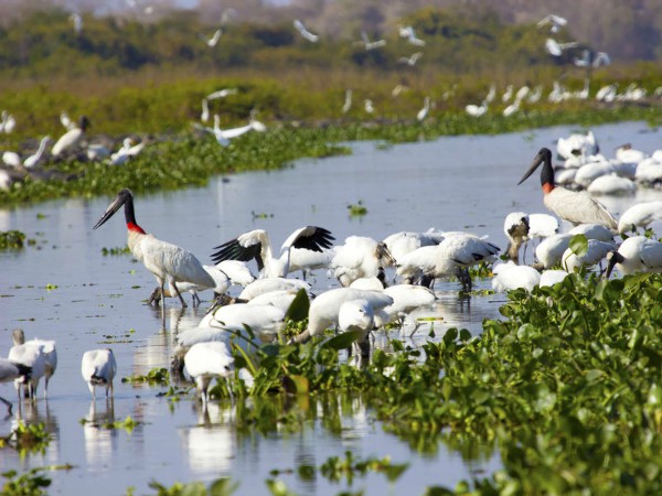 Jabiru vogels in de Pantanal