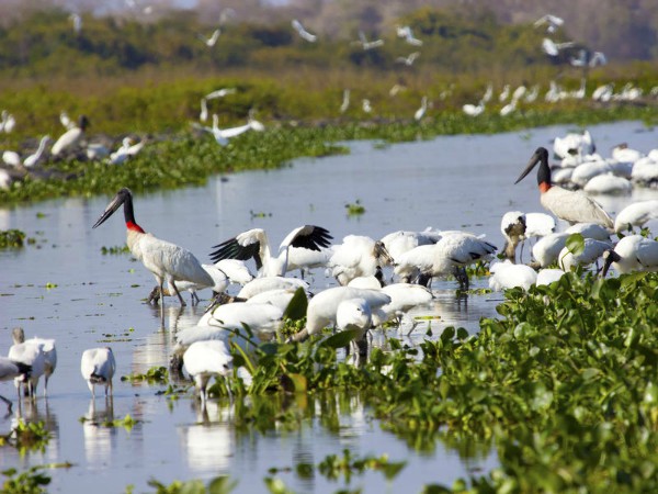 Jabiru vogels in de Pantanal
