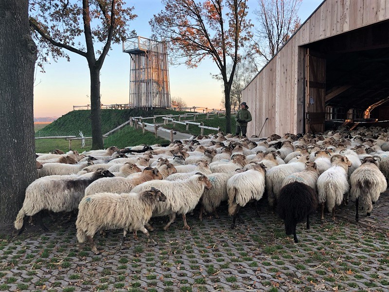 Schapen bij de Schaapskooi