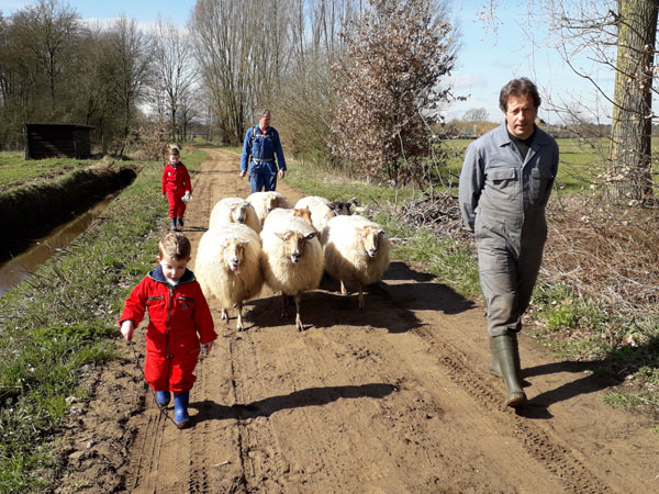 Schapendrijven met de herder