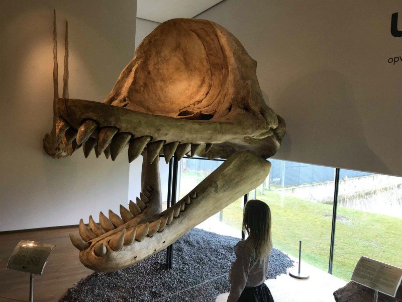 In het Natuurhistorisch museum vind je allerlei opgezette, uitgestorven dieren, en meer... Bianca en haar gezin namen er een kijkje.