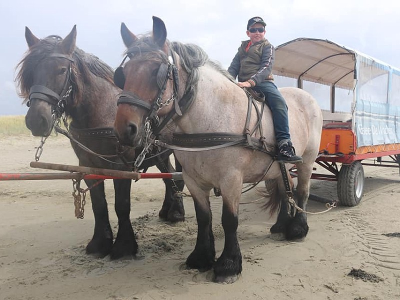 Mooie, afwisselende huifkartocht over Schier met prachtige paarden