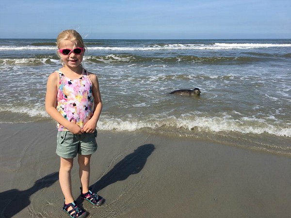 Ontmoeting met een zeehond op Schiermonnikoog