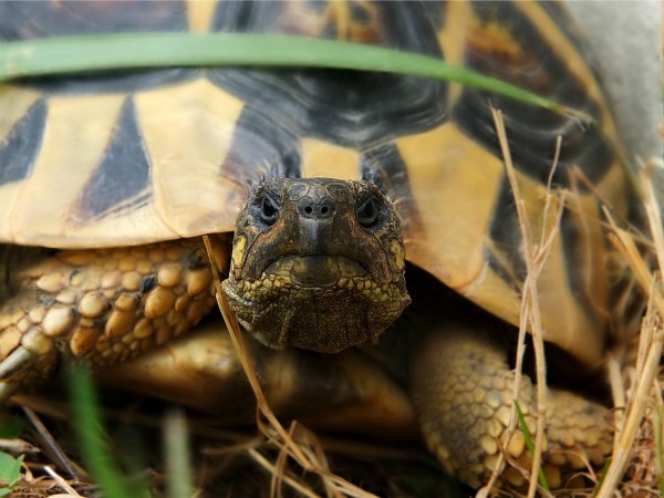 Schildpad in Parc Animalier de Pradinas