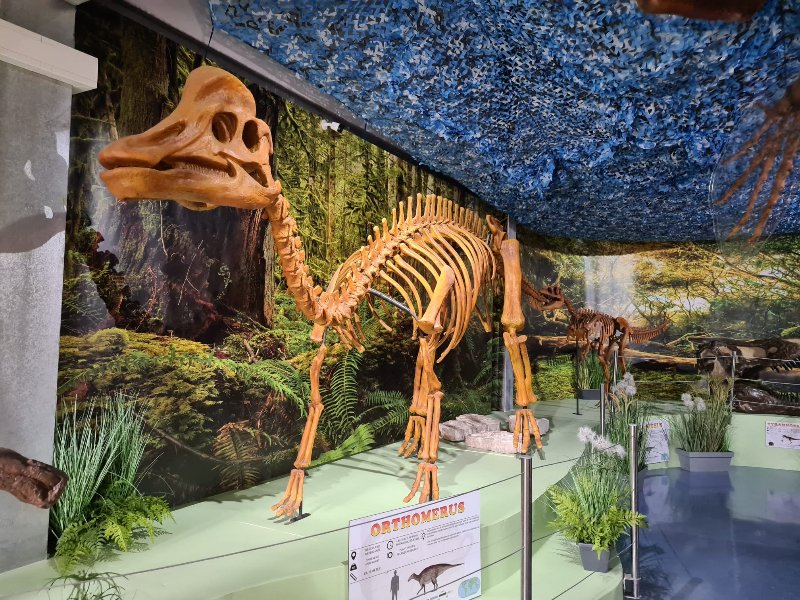 Er zijn veel skeletten te zien in het museum