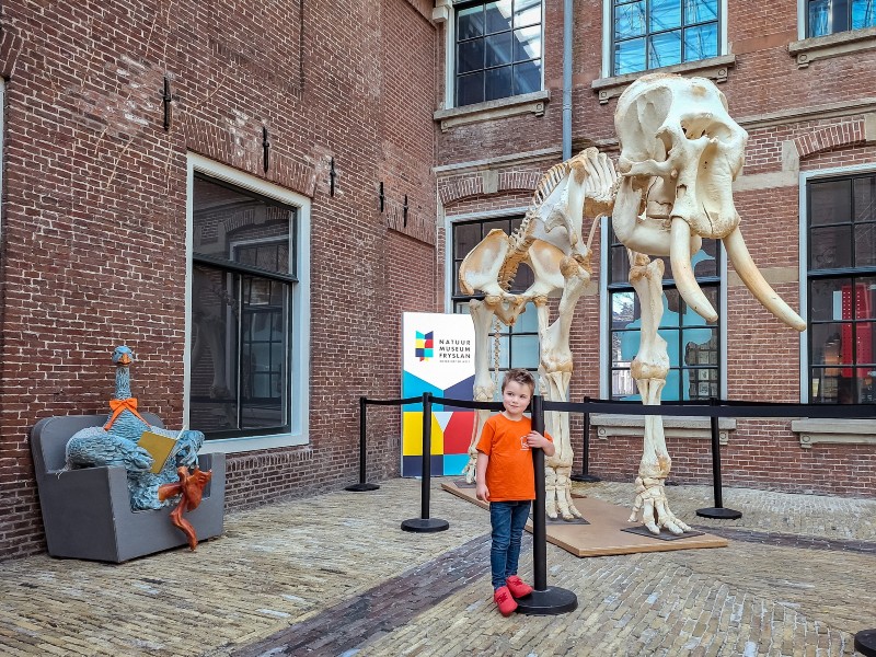 Dit skelet van een olifant vind je ook in het museum