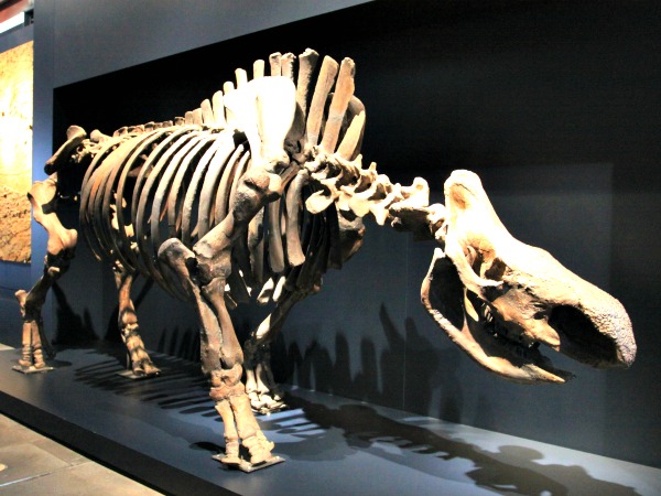 Skelet in het Ruhrmuseum bij Zeche Zollverein