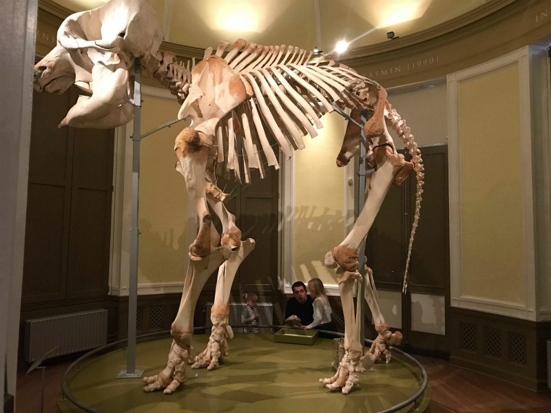 Skeletolifant natuurhistorisch museum