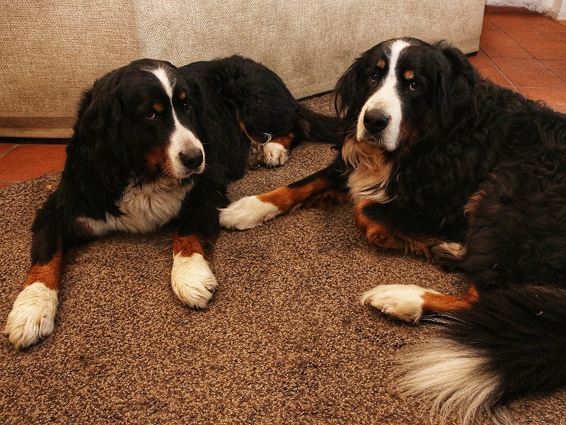 Lucy en Ella van Gasthof Badl