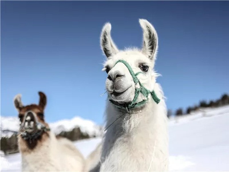 Wandelen met lama's in de sneeuw!