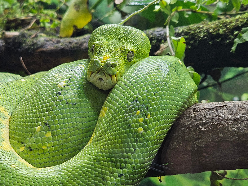Deze slang kan je bewonderen bij Gruson