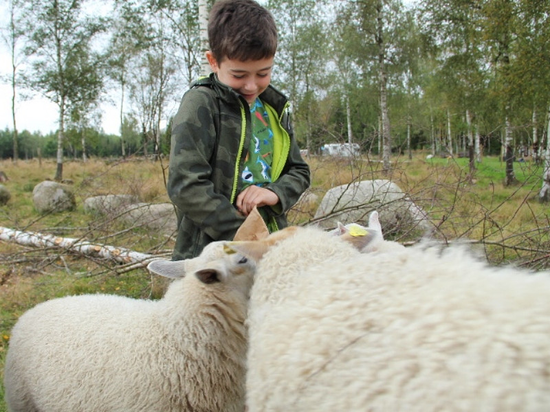 Ciske mag de schapen voeren bij Kastebergs Gard