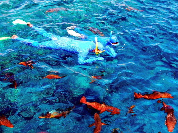 Prachtige vissen spotten bij het Great Barrier Reef