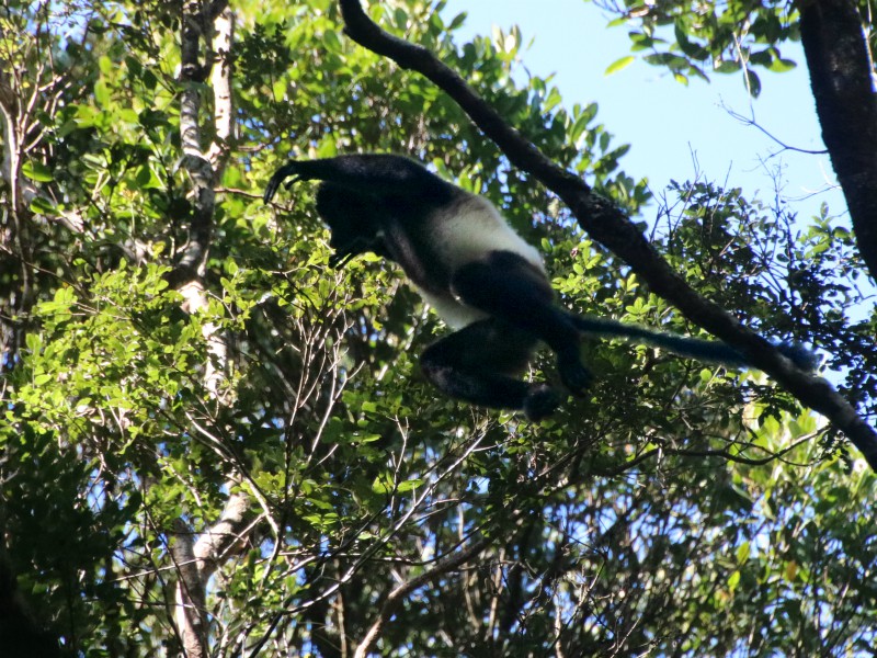 Een springende Milne Edwards Sifaka