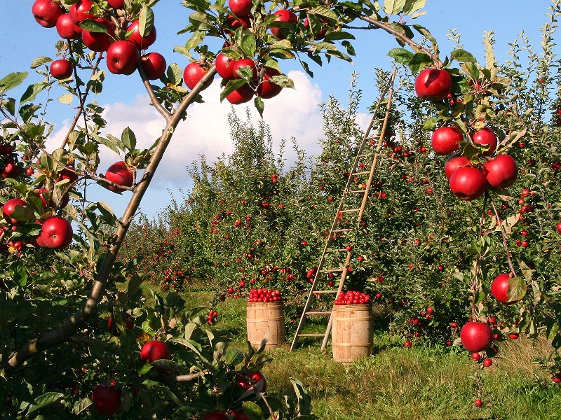 Appels in Steiermark