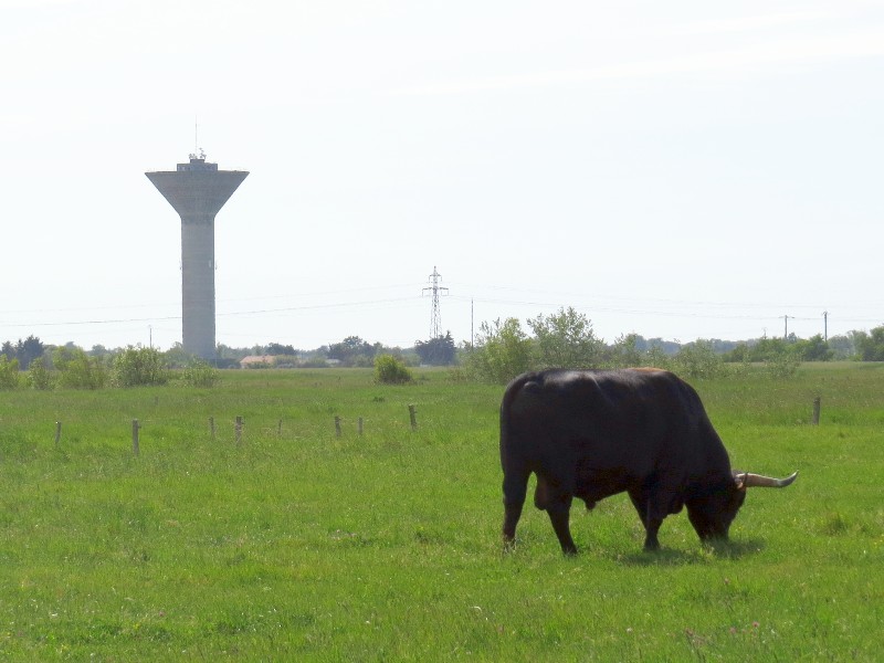 Een spaanse stier bij de Kulmino watertoren