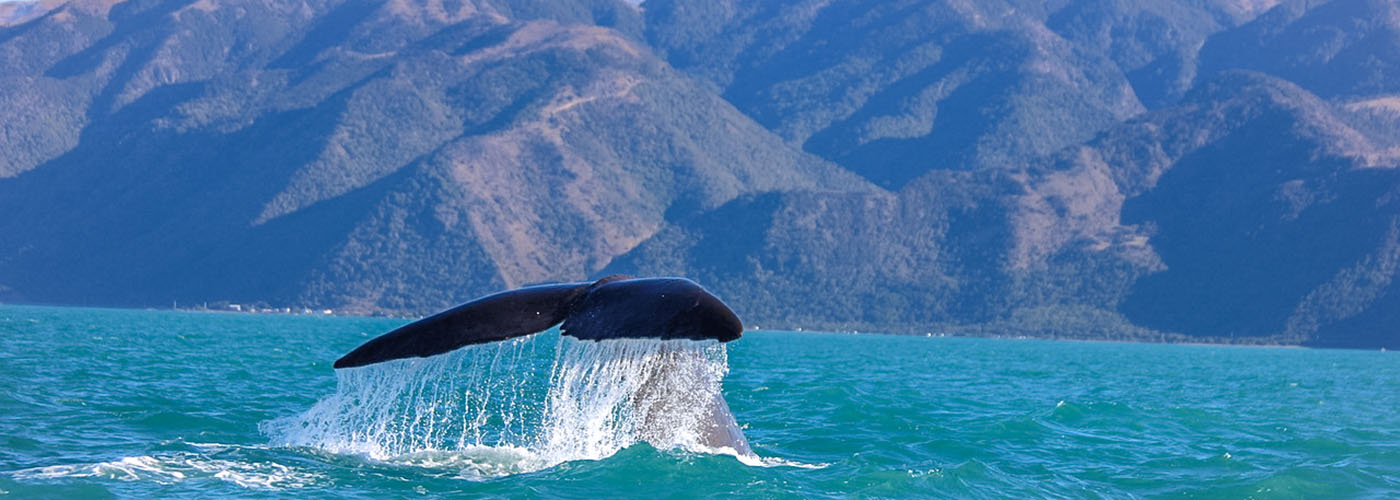 Walvissen spotten in Nieuw-Zeeland