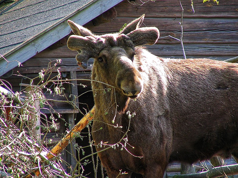 Ontmoet typisch Zweedse dieren in Openluchtmuseum Skansen