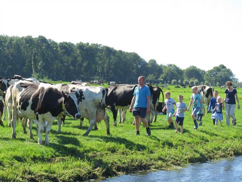 Met de boer de koeien uit de wei halen
