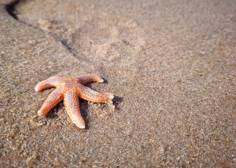 We vonden zelfs een zeester! We vonden zelfs een zeester!