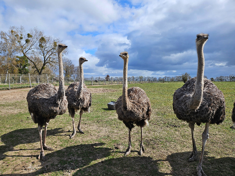 Strausenland is leuk voor gezinnen!