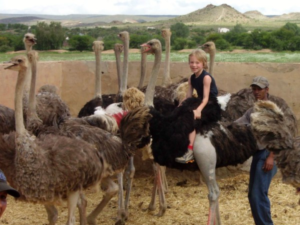 Struisvogel rijden bij Oudtshoorn