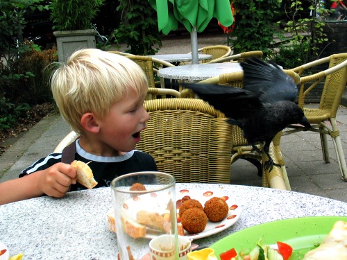 De tamme kraai Sjakie bij het Berghuis