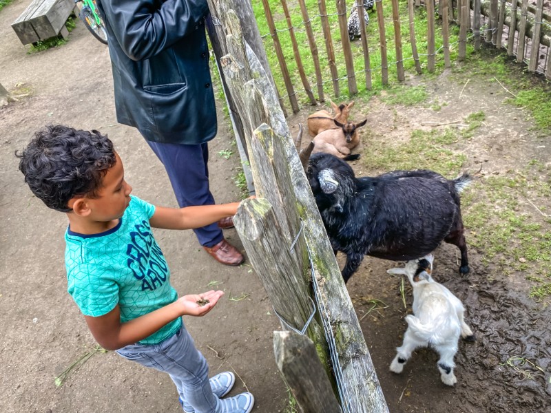 Geitjes voeren op de kinderboerderij op TerSpegelt