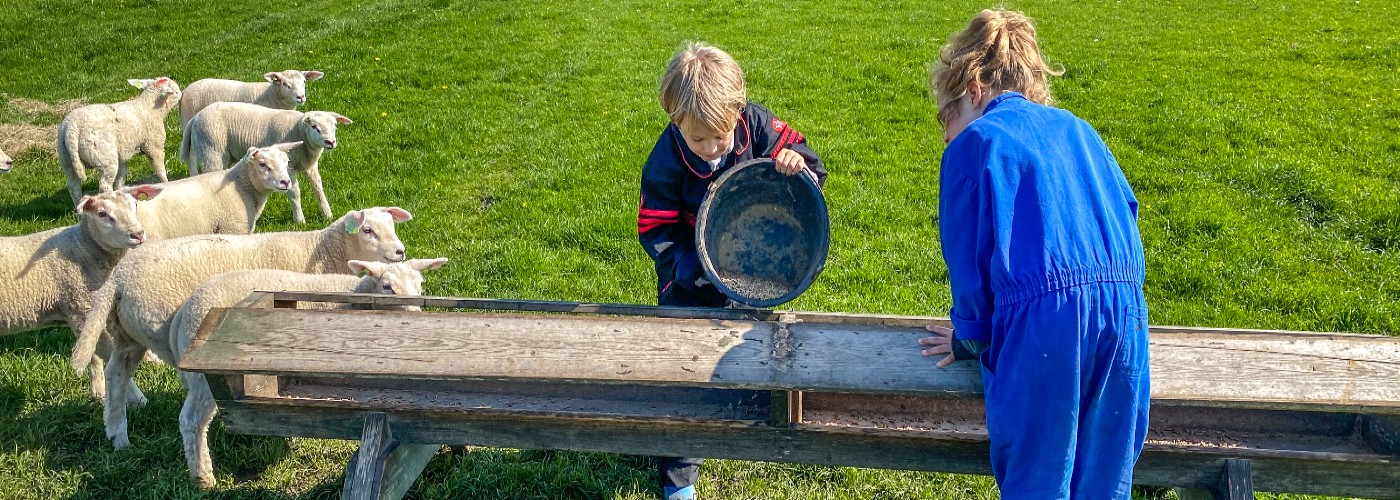 Kinderen voeren de schapen tijdens een dagje meelopen met de schapenboer op de Waddel op Texel
