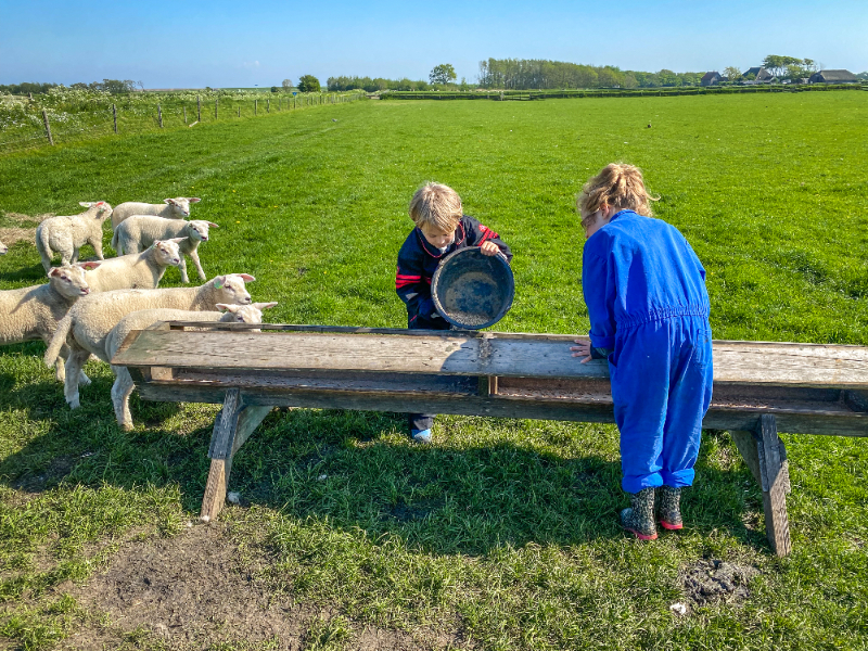 Een dagje meelopen met een schapenboer bij De Waddel op Texel