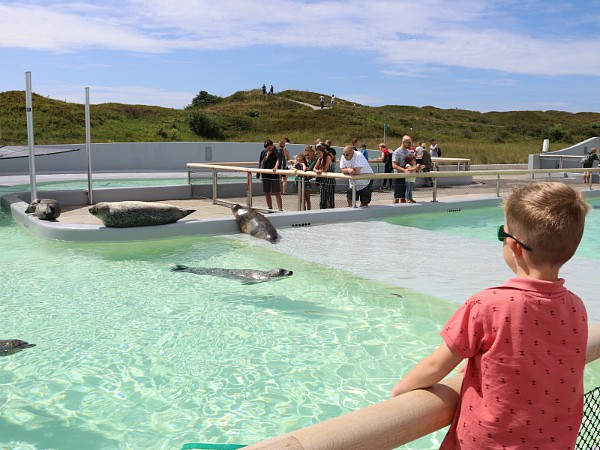 Zeehondjes kijken bij Ecomare