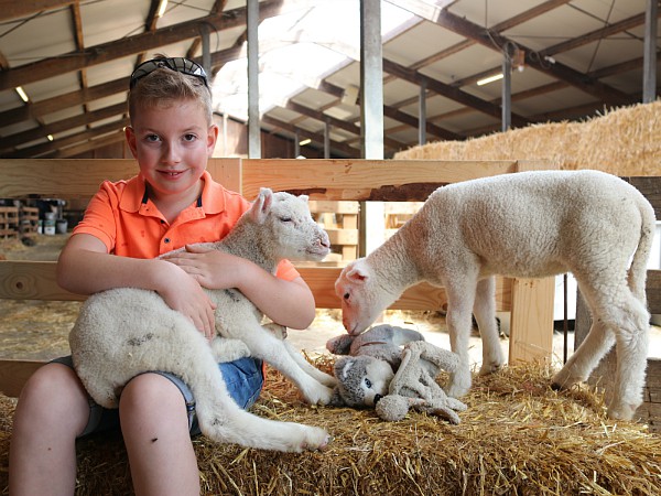 Knuffelen met de schapen